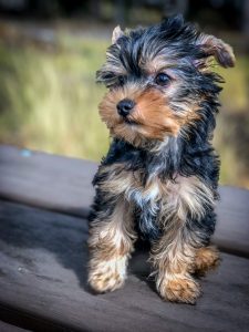 Yorkie Puppy Dog Rescue Or Breeder? We Went With Breeder