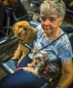Deb Felton and Mini Poodle Jack along with Yorkie Billy. Waiting for flight to California