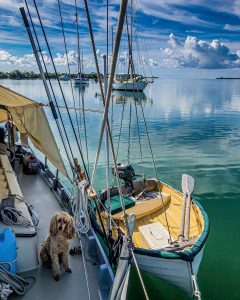 Sailboat Angelsea Dingy. Jack Getting Ready To Travel With Dogs.