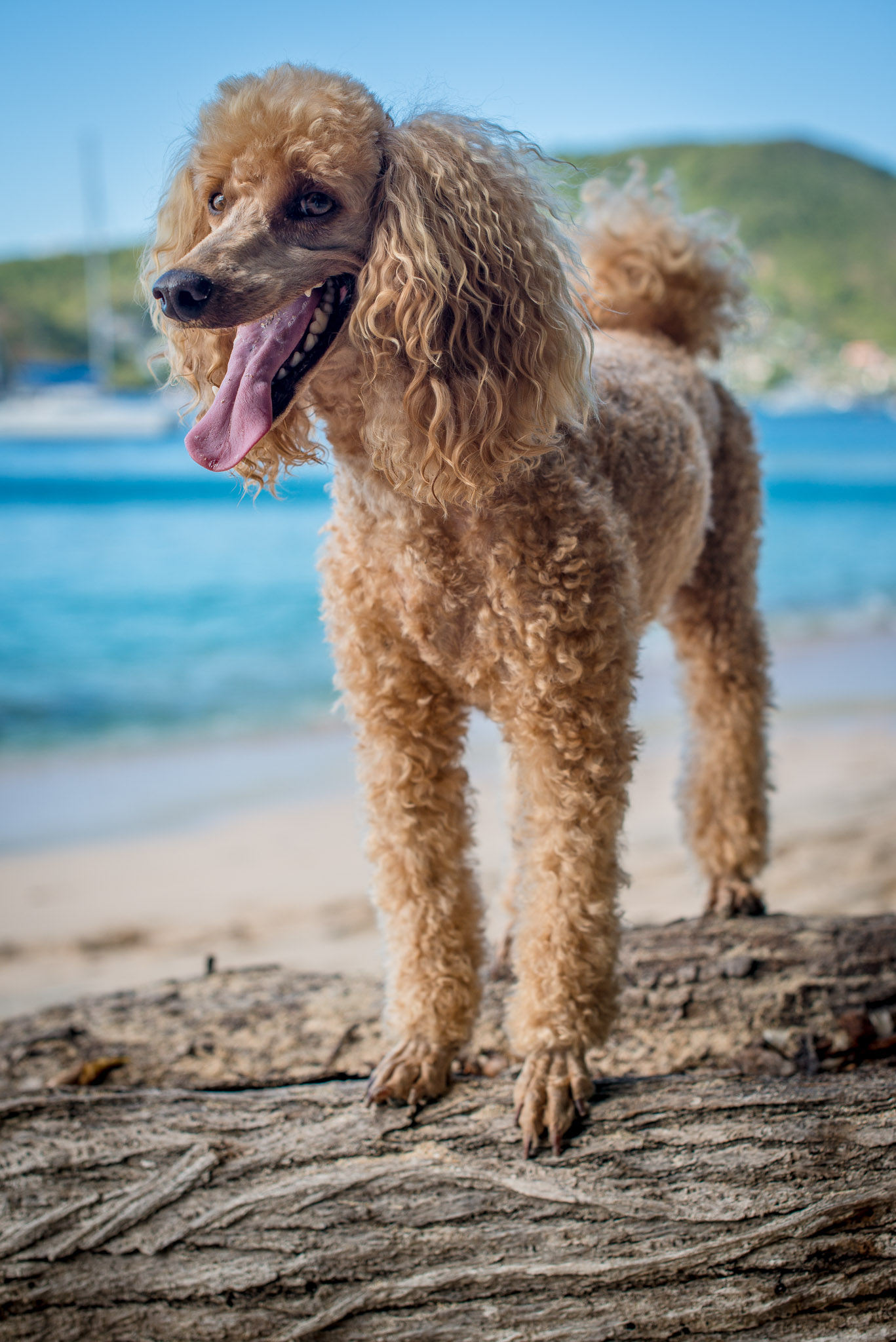 Poodle on beach