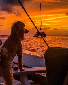 Jack our cute dog enjoying the sunset on the Caribbean sea 