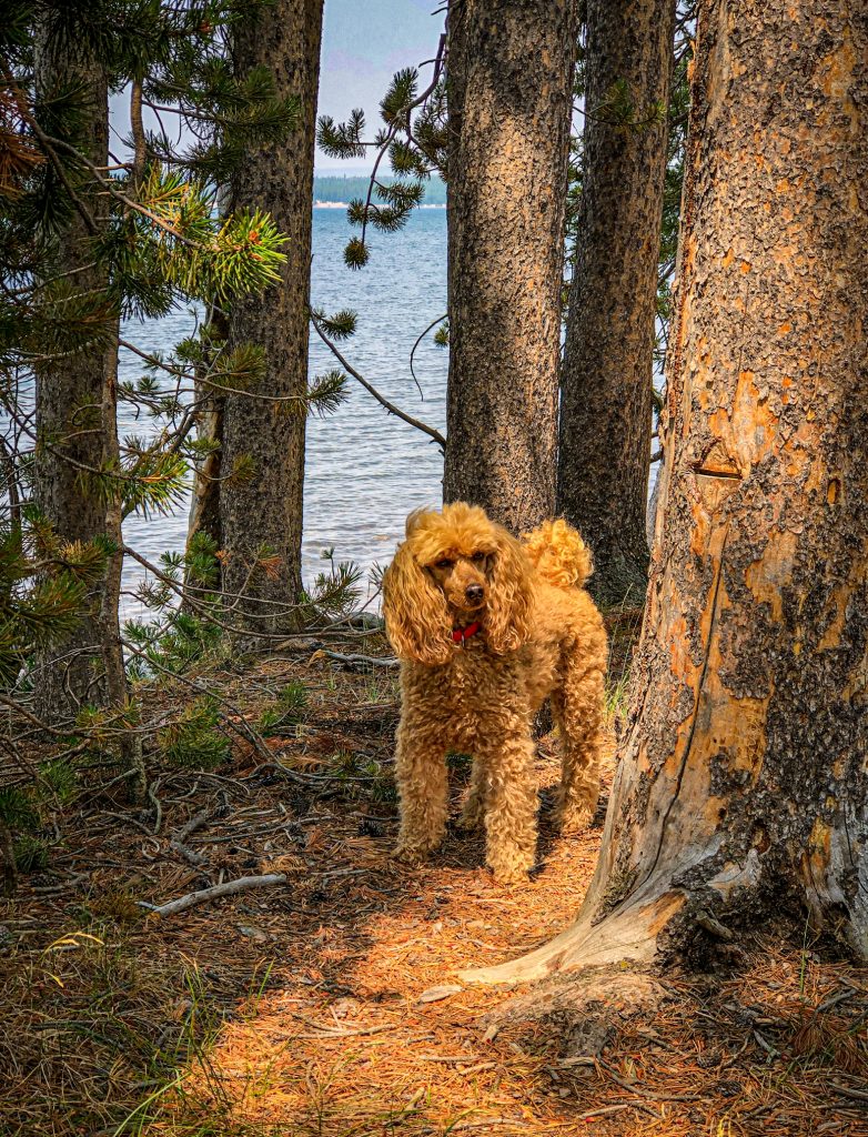 Jack Our Mini Poodle On A Trip In Montana