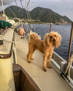 Cute dog Jack on Deck of SV Angelsea