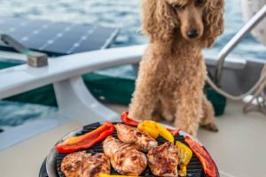 Jack the sailing dog watching the BBQ 