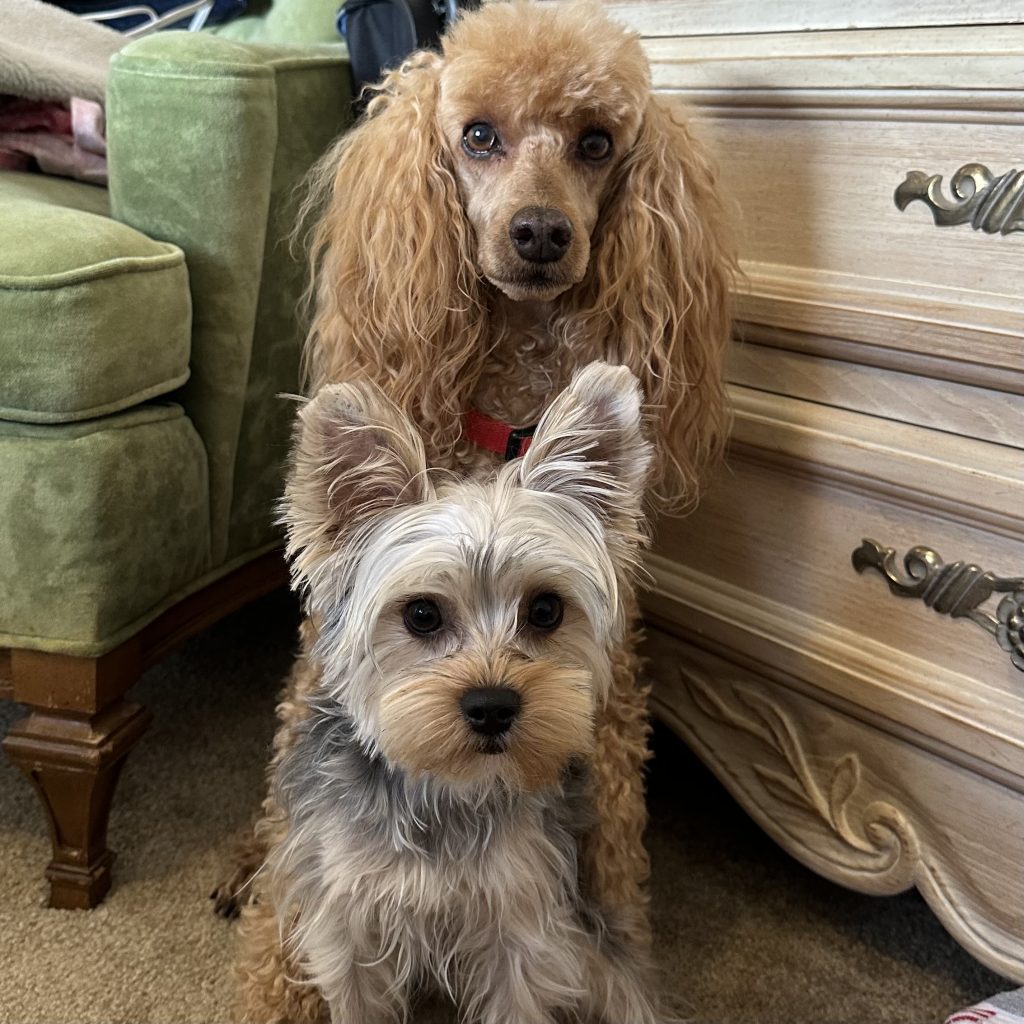Jack A Poodle And Billy A Yorkie Both Take Dog Suppliments