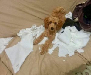 puppy with torn papaer