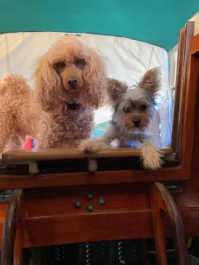 dogs on sailboat