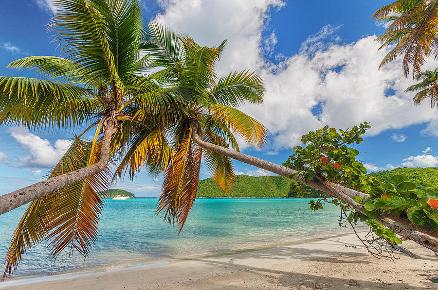 Palm Trees In The Virgin Islands